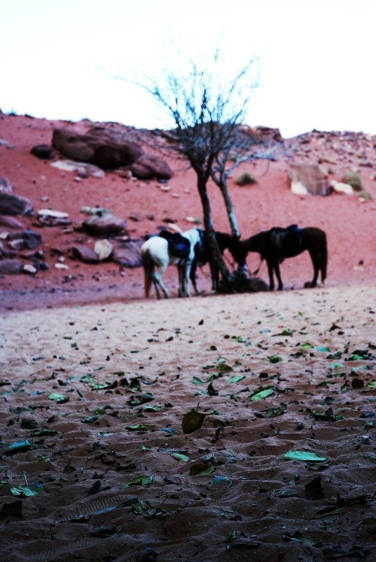 Wadi_Rum_08.jpg