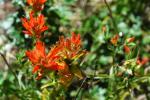 Grand_Teton_07.jpg