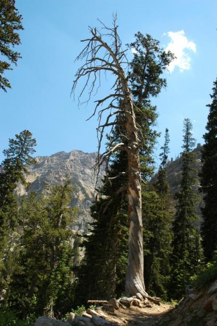 Grand_Teton_10.jpg