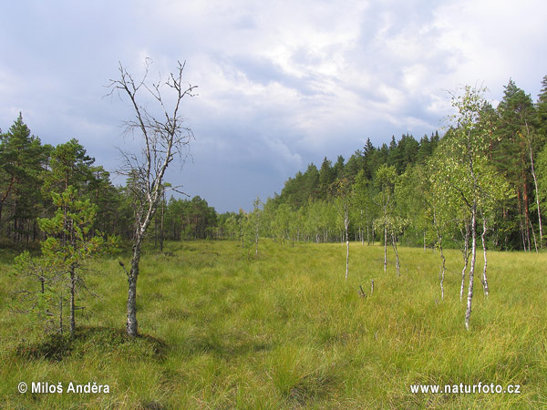 Kurjenrahka_02
