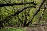 Národní park Podyjí