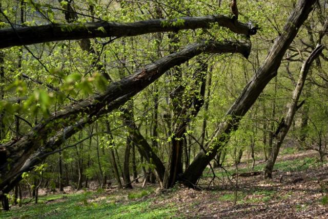 Národní park Podyjí