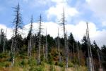 Odumřelé stromy na svazích Lysé Hory